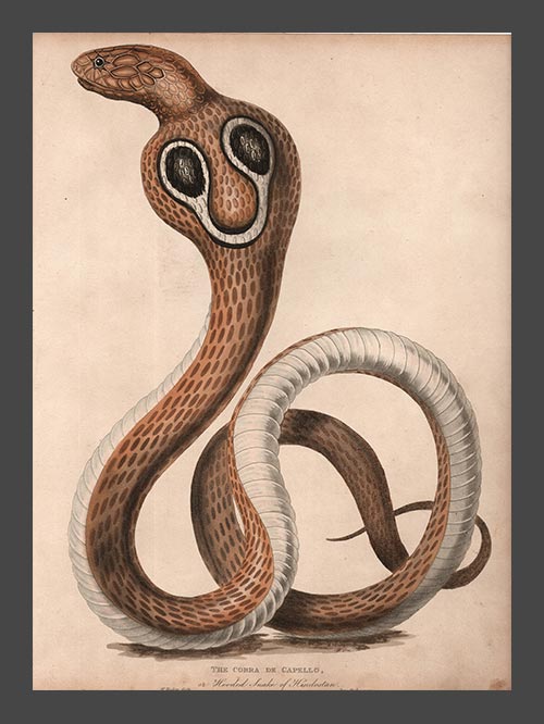 Indian Cobra