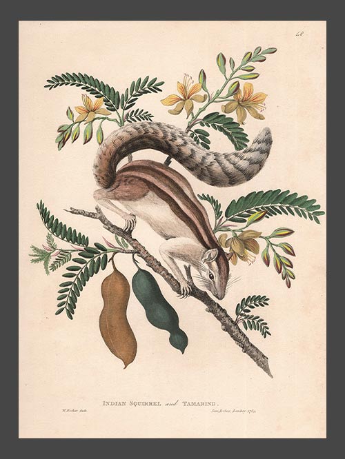 Indian Squirrel and Tamarind