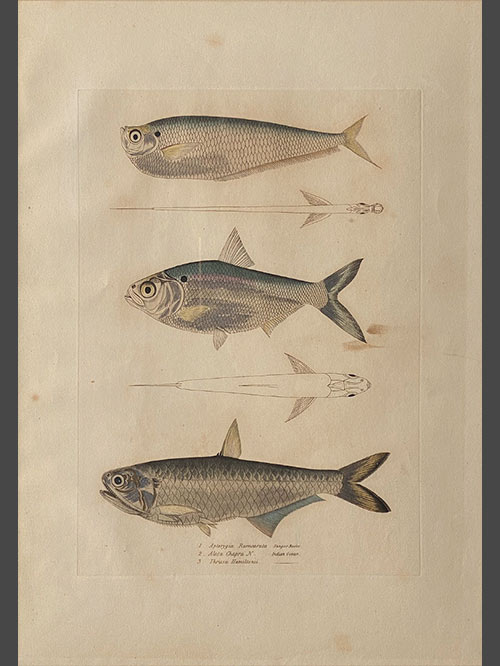 PA-F-V1-02 PA-F-V1-02