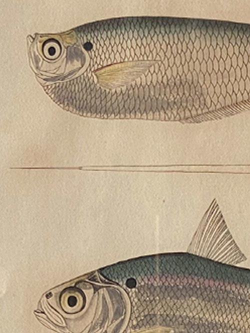 PA-F-V1-04 PA-F-V1-04