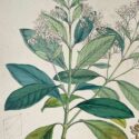 cinchona officinalis (copy)