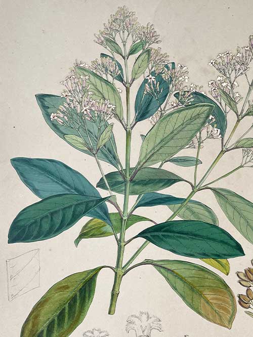 cinchona officinalis (copy) cinchona officinalis (copy)