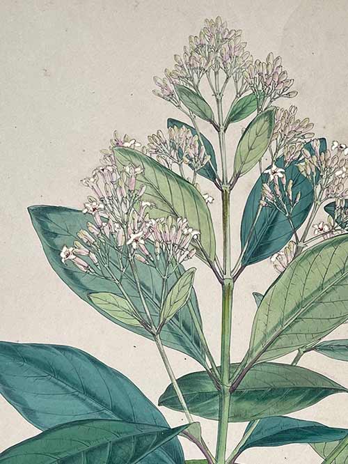 cinchona officinalis (copy) cinchona officinalis (copy)