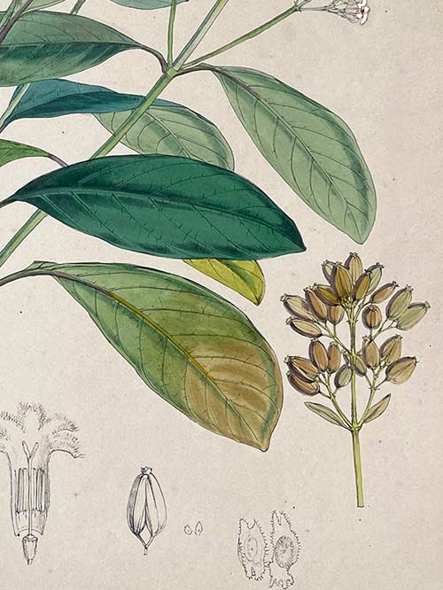 cinchona officinalis (copy) cinchona officinalis (copy)