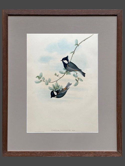 jerdon’s tit by john gould (copy)