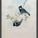 jerdon’s tit by john gould (copy)