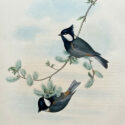 jerdon’s tit by john gould (copy)