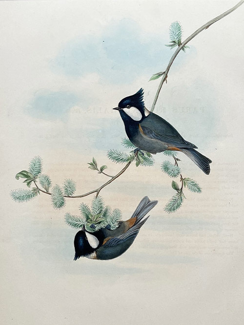 jerdon’s tit by john gould (copy)