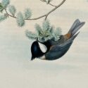 jerdon’s tit by john gould (copy)