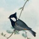 jerdon’s tit by john gould (copy)