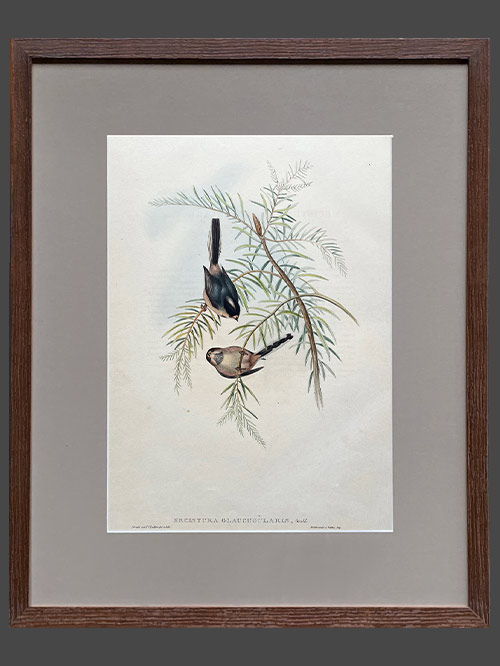 silvery throated tit by john gould