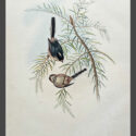 silvery throated tit by john gould