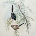 silvery throated tit by john gould