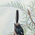 silvery throated tit by john gould