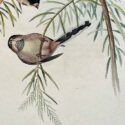 silvery throated tit by john gould