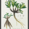 himalayan primroses (copy)