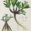 himalayan primroses (copy)