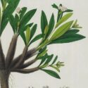 spikenard