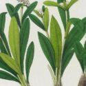 spikenard